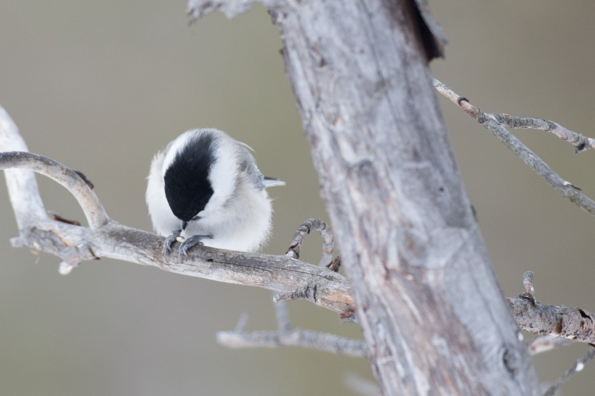 Willow Tit (Willow) - ML31497941