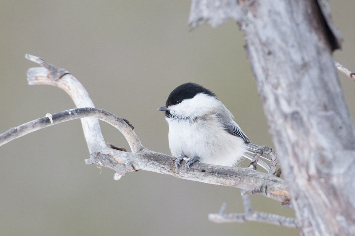 Willow Tit (Willow) - ML31497951