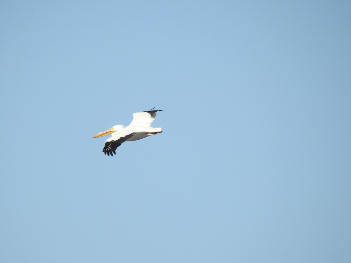 American White Pelican - Nan Dewire
