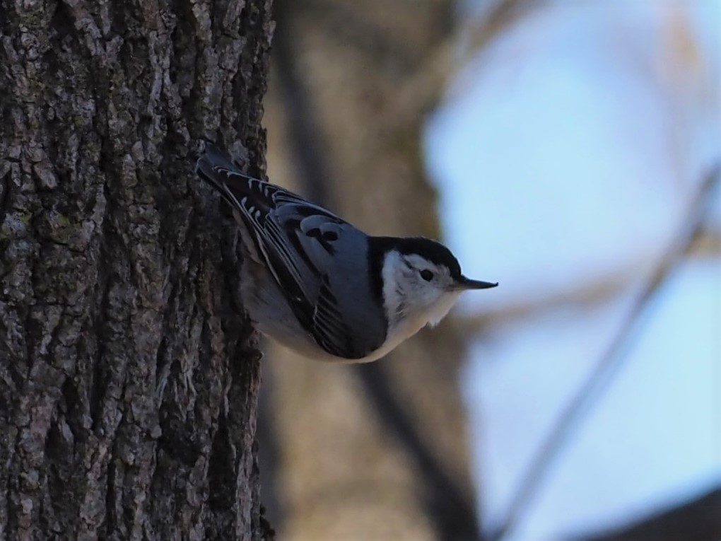 White-breasted Nuthatch - ML314980431