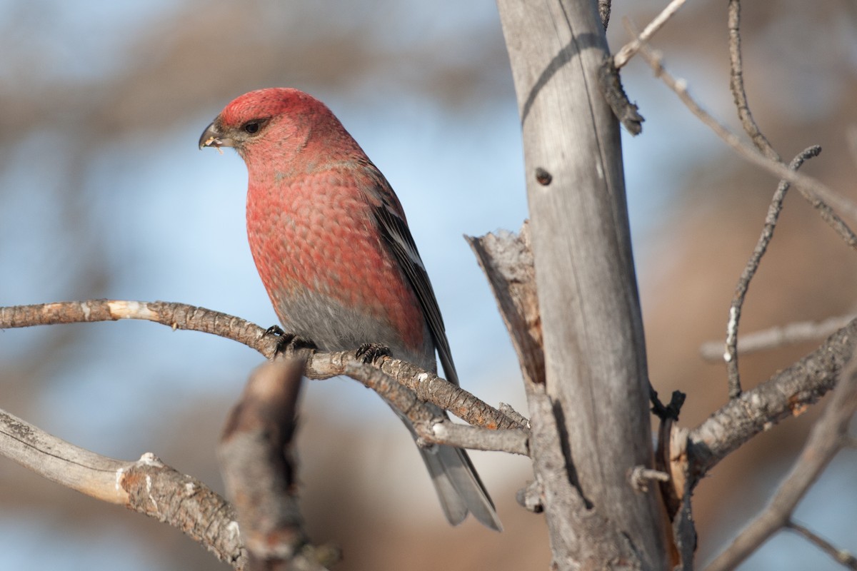 Pine Grosbeak - ML31498051