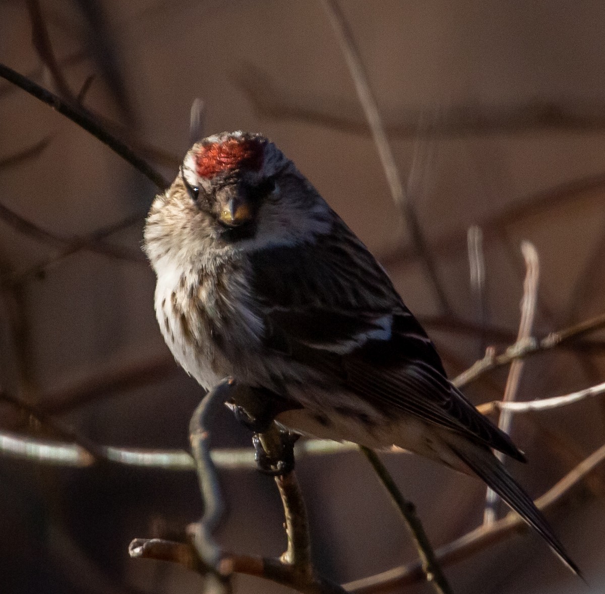 Common Redpoll - ML314982261