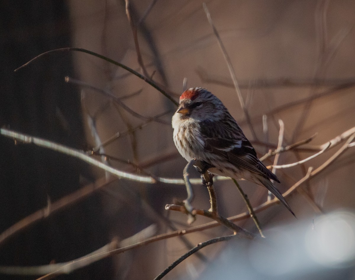 Common Redpoll - ML314982291