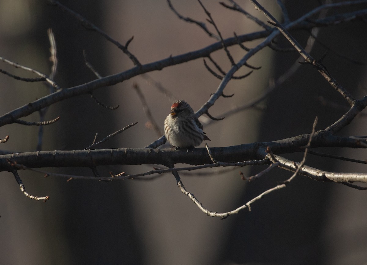 Common Redpoll - ML314982311