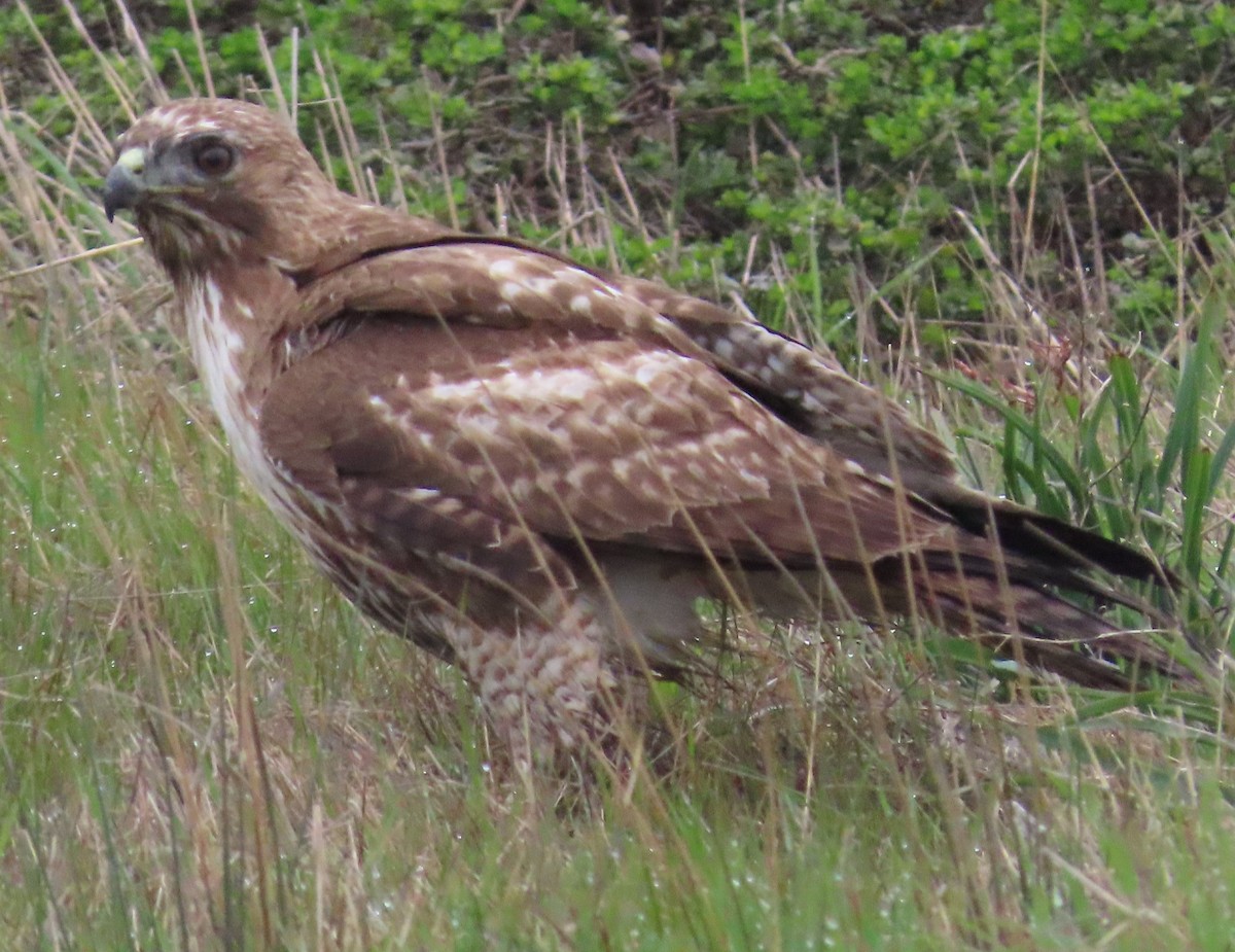 Red-tailed Hawk - ML314984731