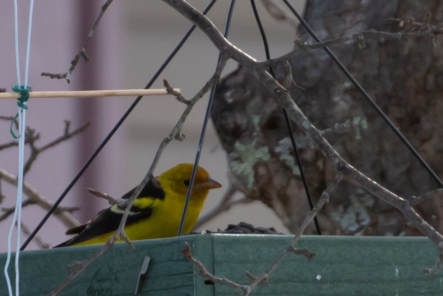 Western Tanager - ML314987011