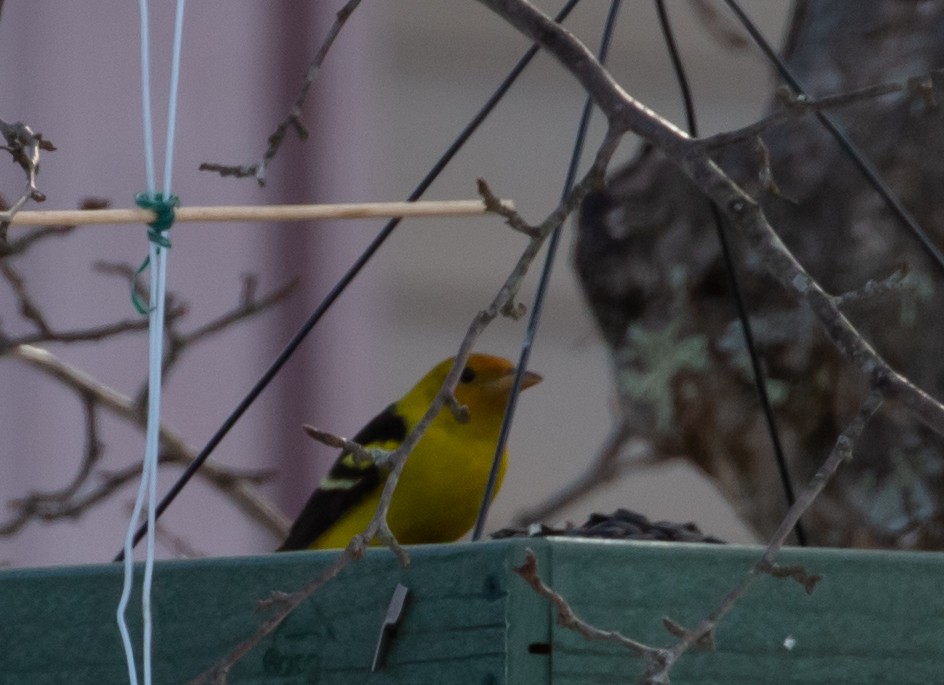 Western Tanager - ML314987041