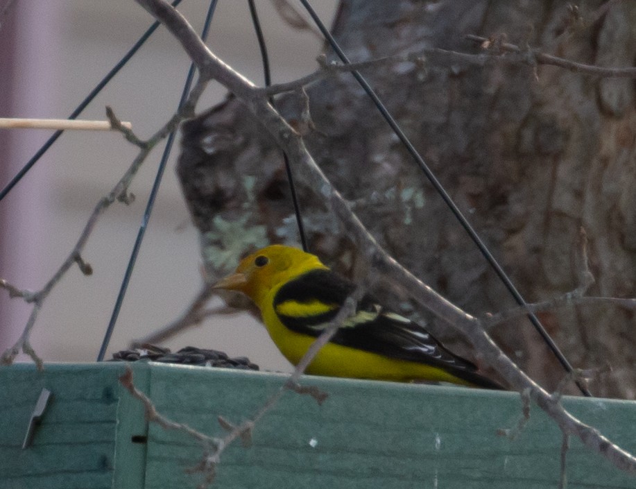 Western Tanager - ML314987051