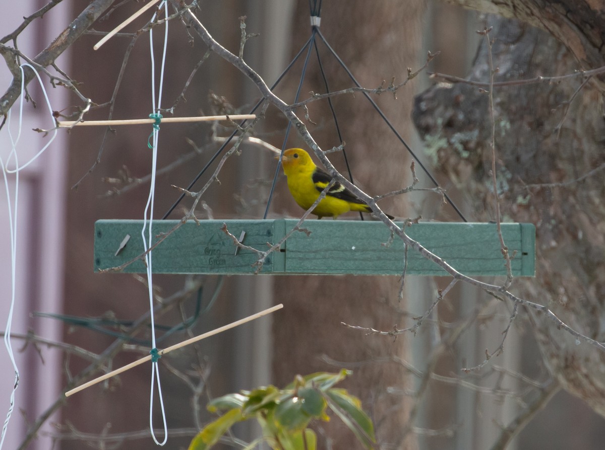 Western Tanager - ML314987151