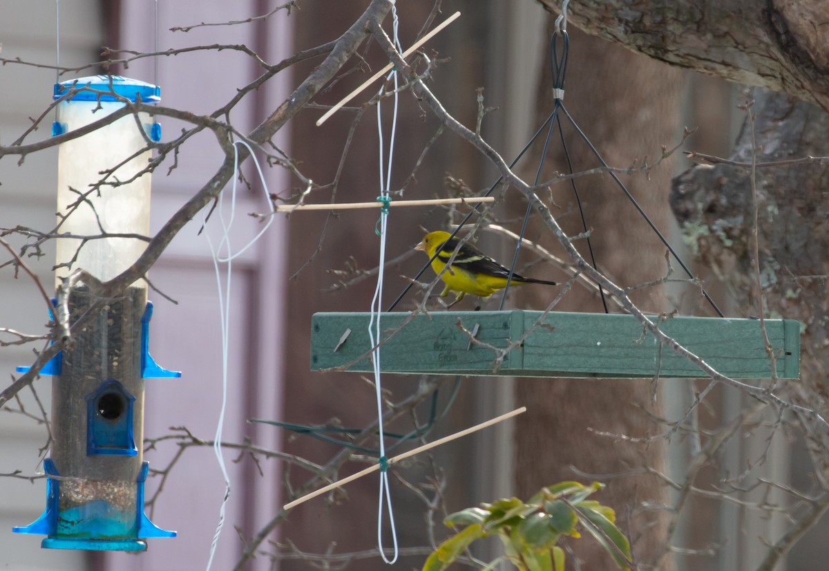 Western Tanager - ML314987181