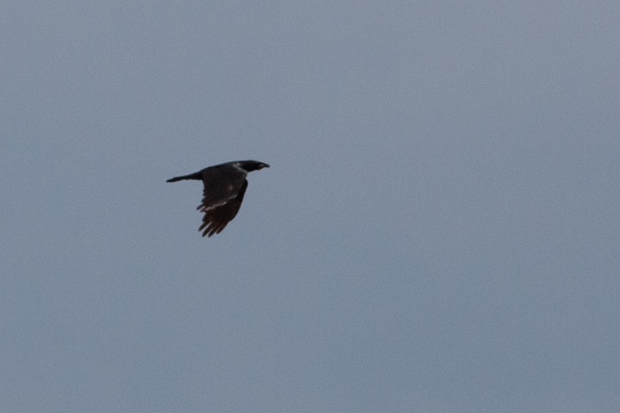 Chihuahuan Raven - ML31498741