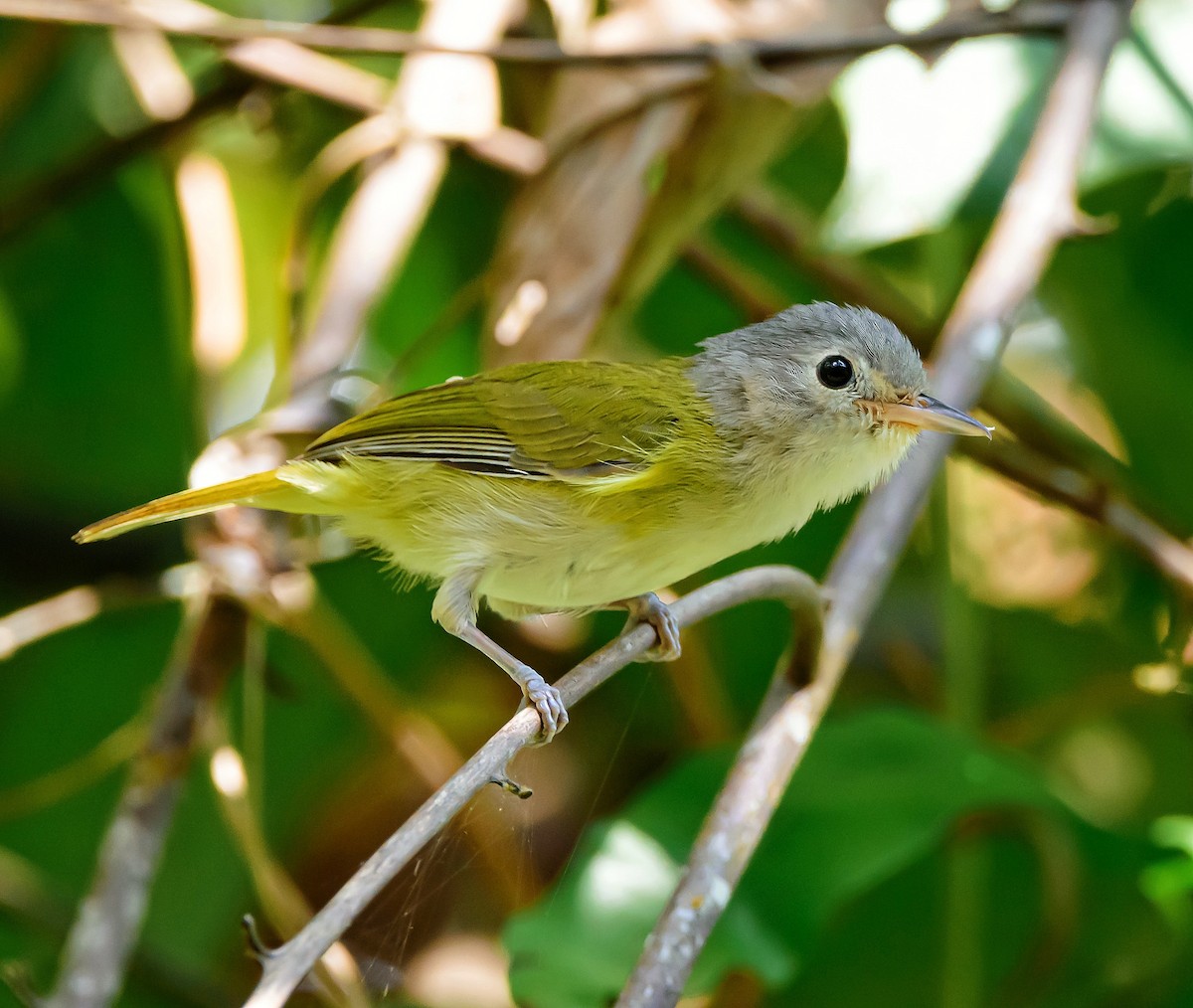 Lesser Greenlet - ML314987991