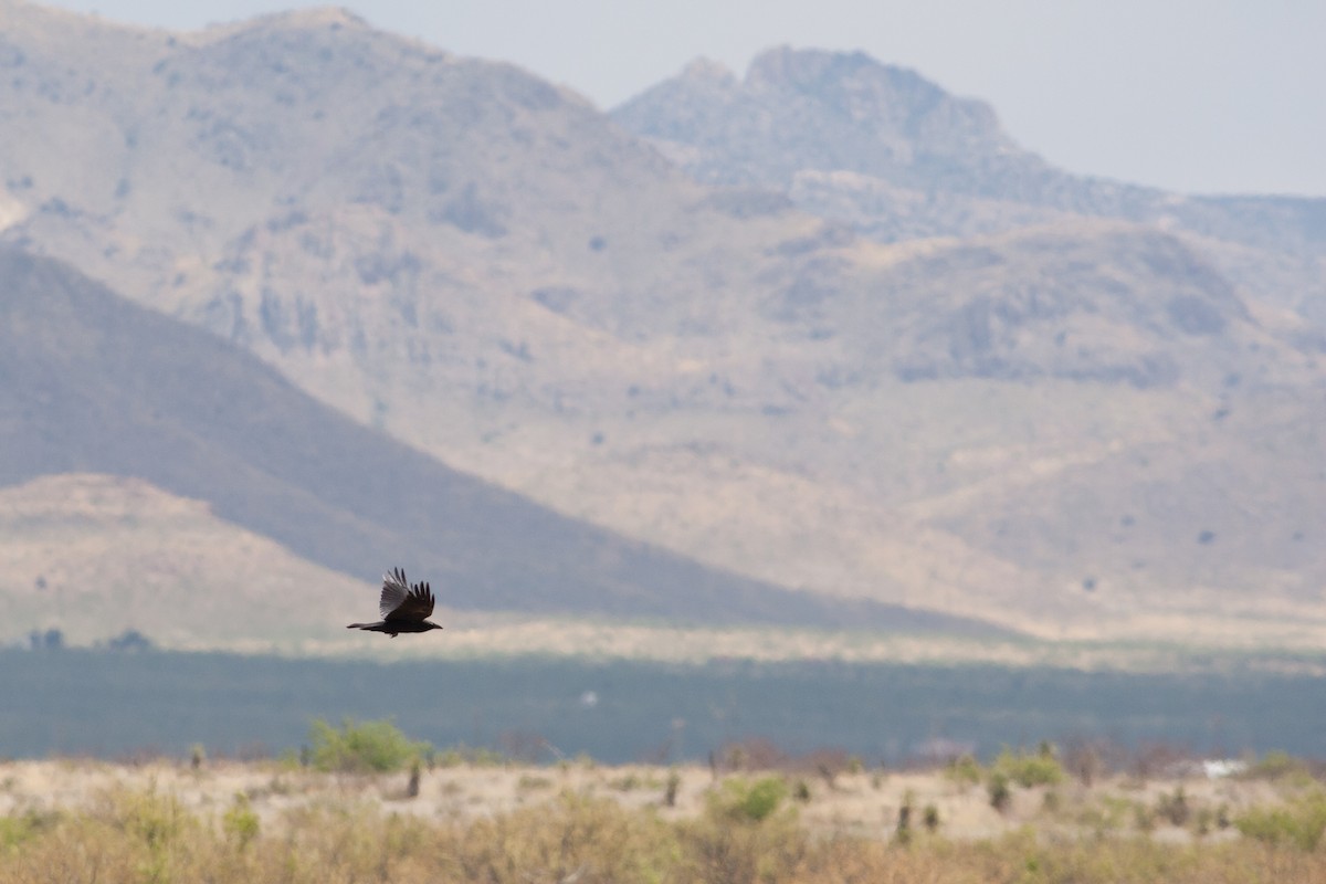 Chihuahuan Raven - Jessie Barry