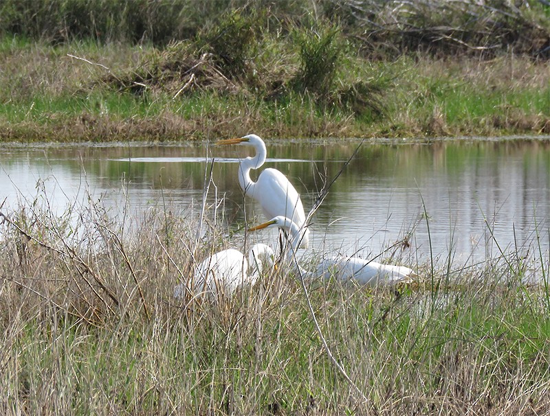 Great Egret - Karen Lebing