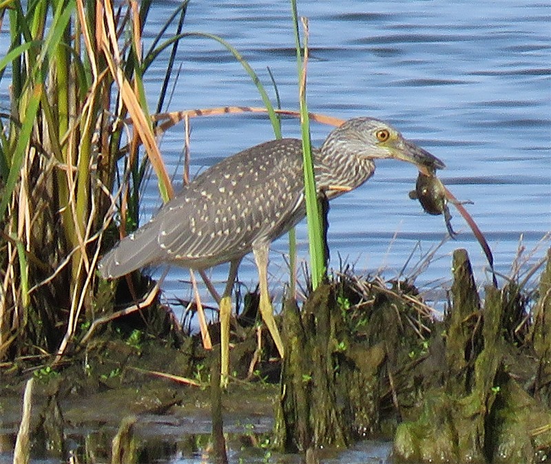 Yellow-crowned Night Heron - ML31499361