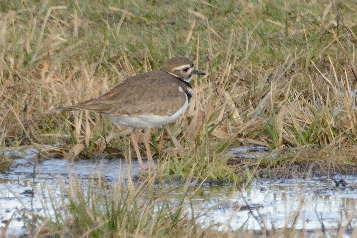 Killdeer - ML315000761