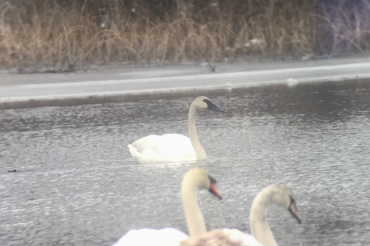 Trumpeter Swan - ML315003391