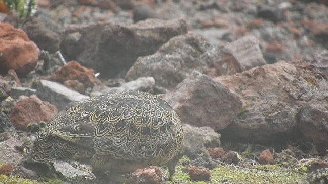 rustrypesnipe - ML315003881