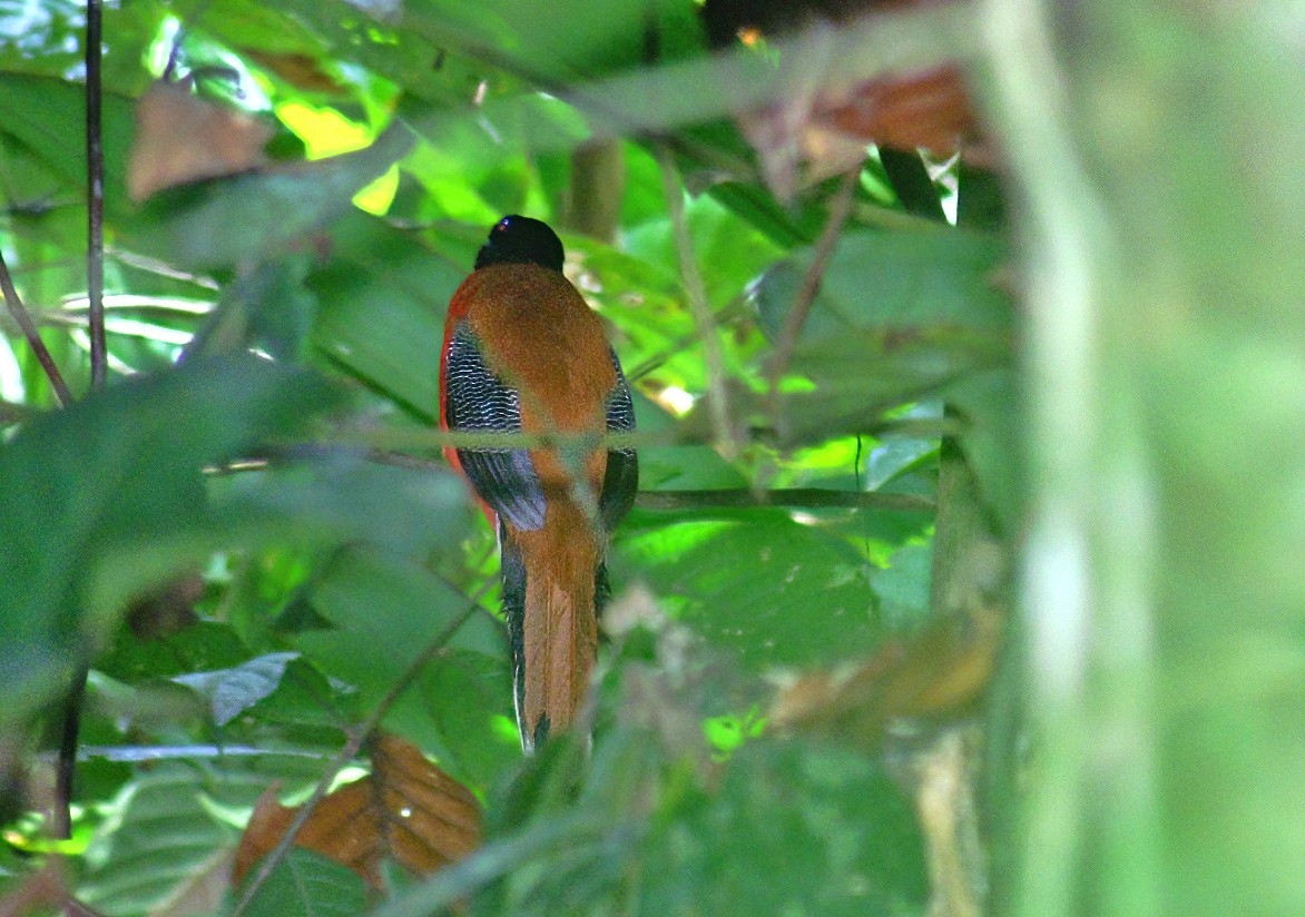 Cinnamon-rumped Trogon - ML315004691