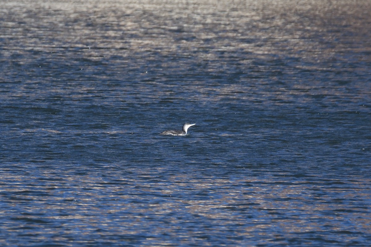 Red-throated Loon - ML315004701