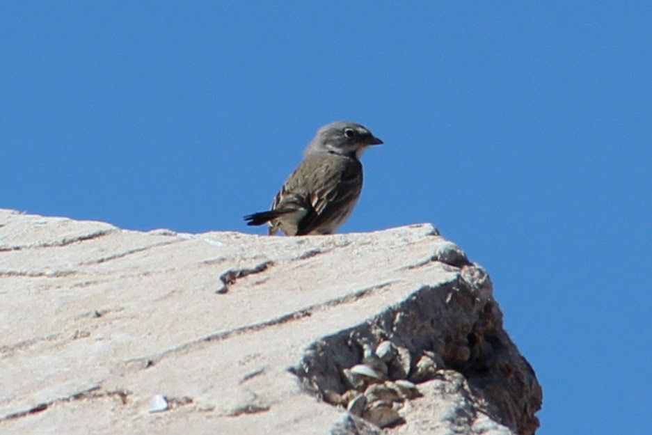 Sagebrush Sparrow - ML315005101