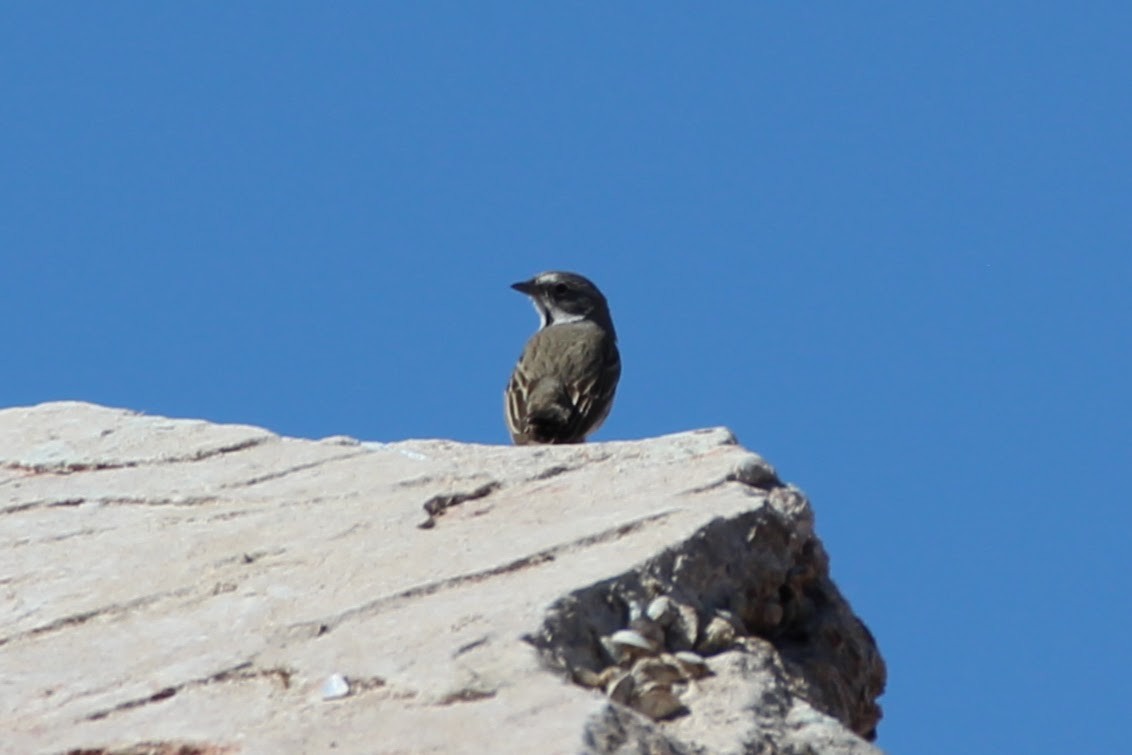 Sagebrush Sparrow - ML315005141