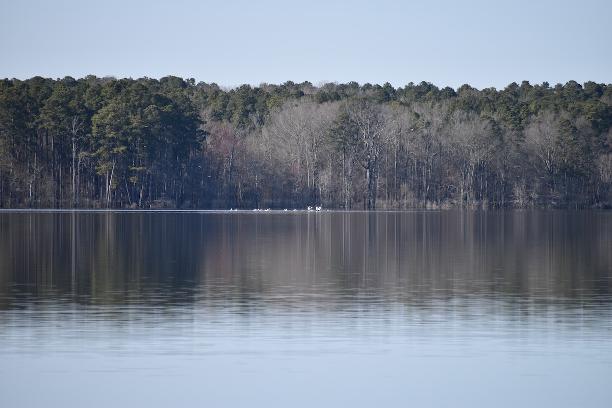 American White Pelican - ML315006051