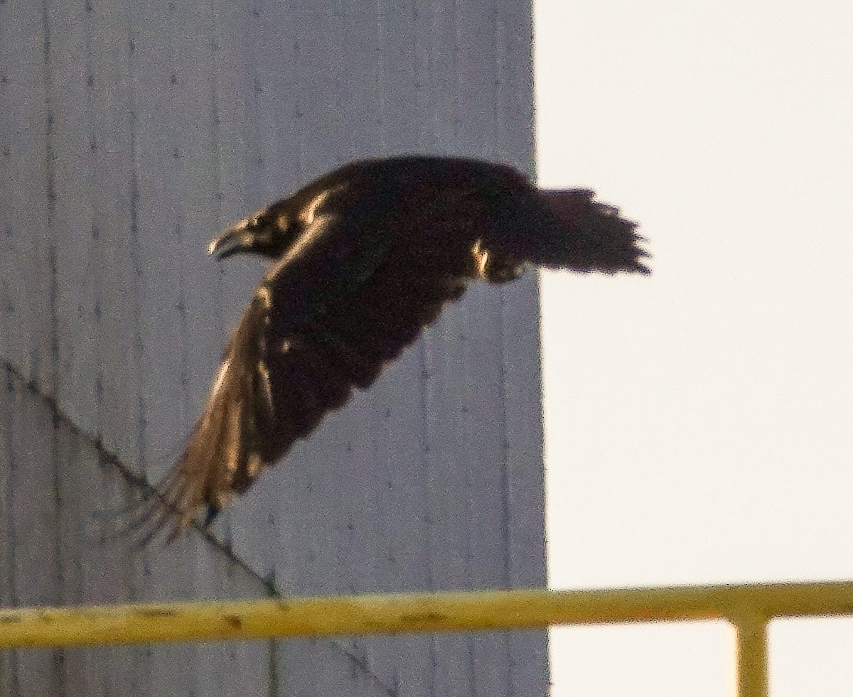 Common Raven - ML315006781