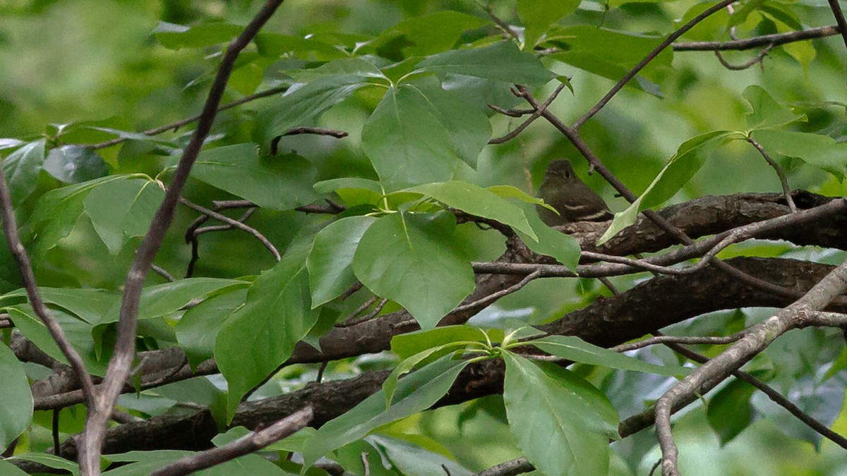 Least Flycatcher - ML315007731