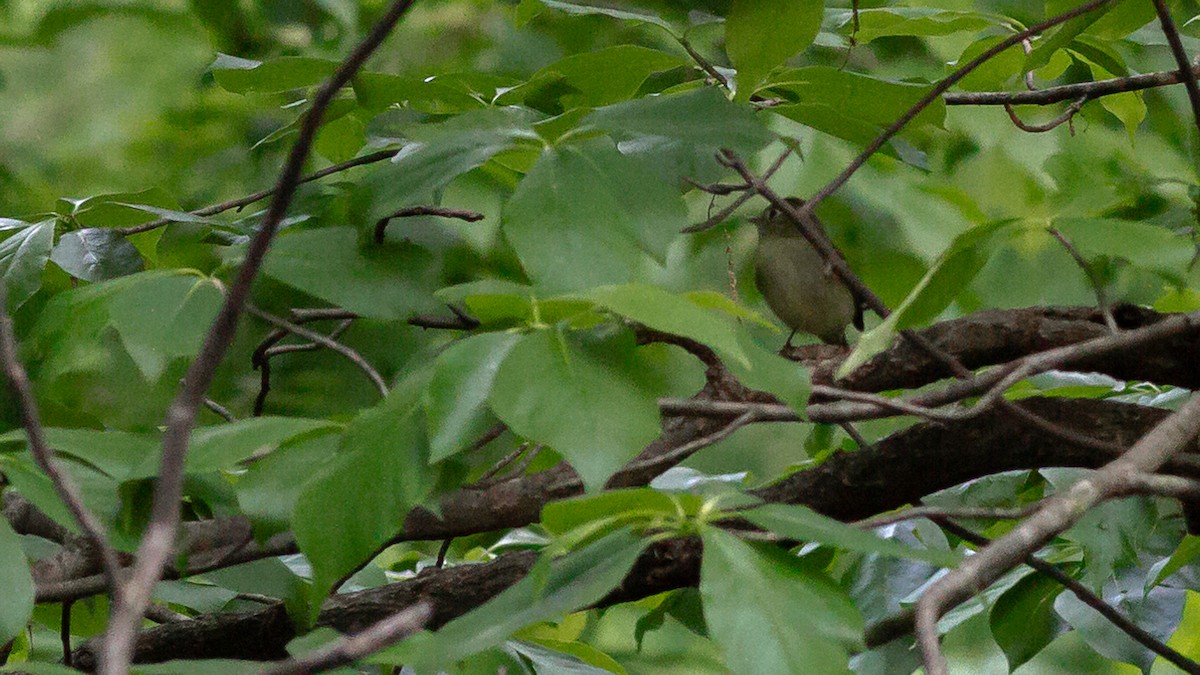 Least Flycatcher - ML315007771