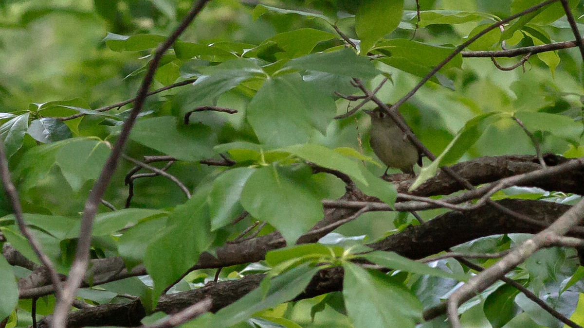 Least Flycatcher - ML315007781