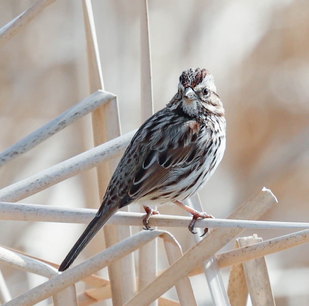 Song Sparrow - Robert Bochenek