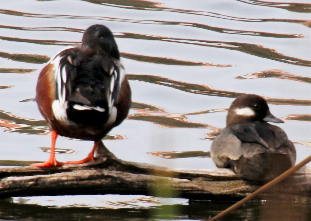 Bufflehead - Barry Spolter