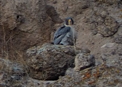 Peregrine Falcon - ML315008471