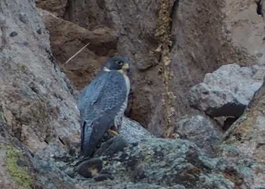 Peregrine Falcon - ML315008481