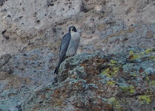 Peregrine Falcon - ML315008491