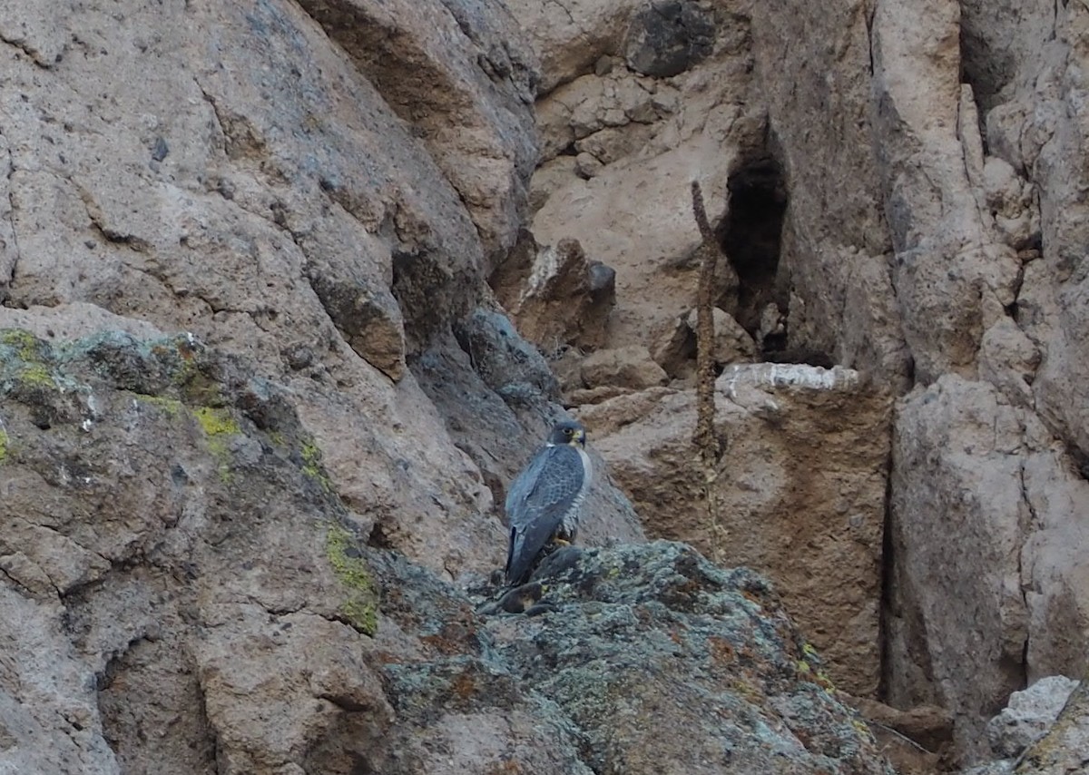 Peregrine Falcon - ML315008561