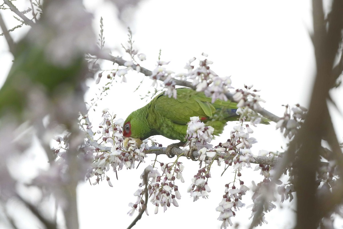 White-fronted Amazon - ML315010991
