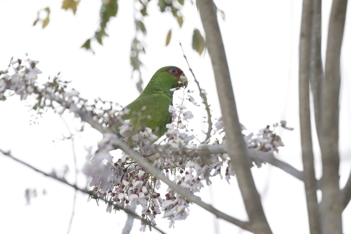 White-fronted Amazon - ML315011001