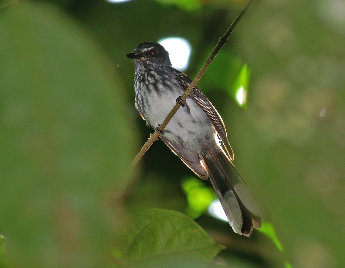 Spotted Fantail - Dave Bakewell