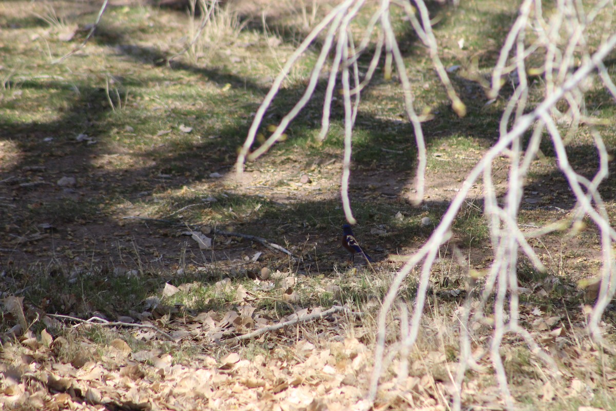 Western Bluebird - ML315013471