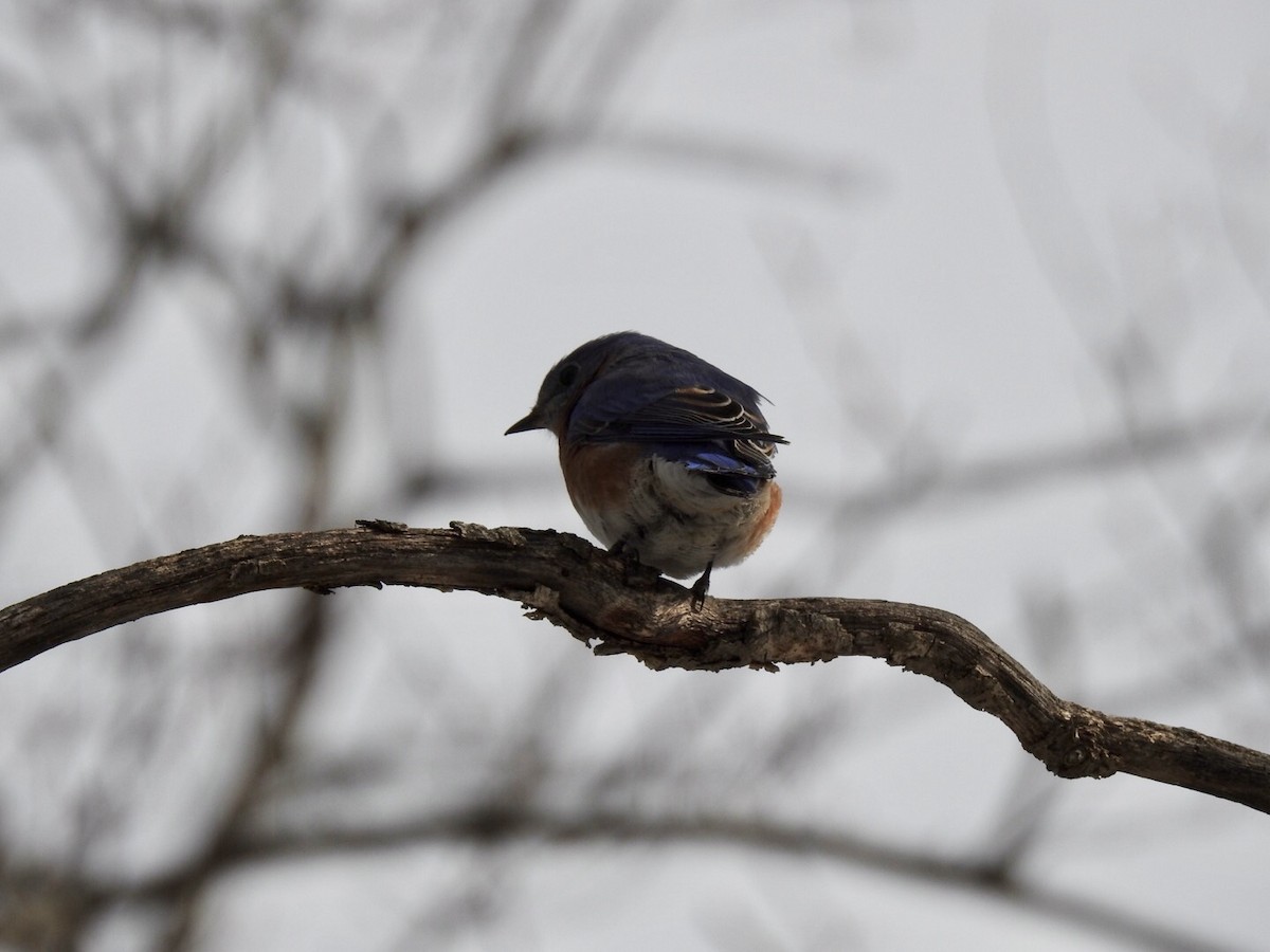 Eastern Bluebird - ML315013751