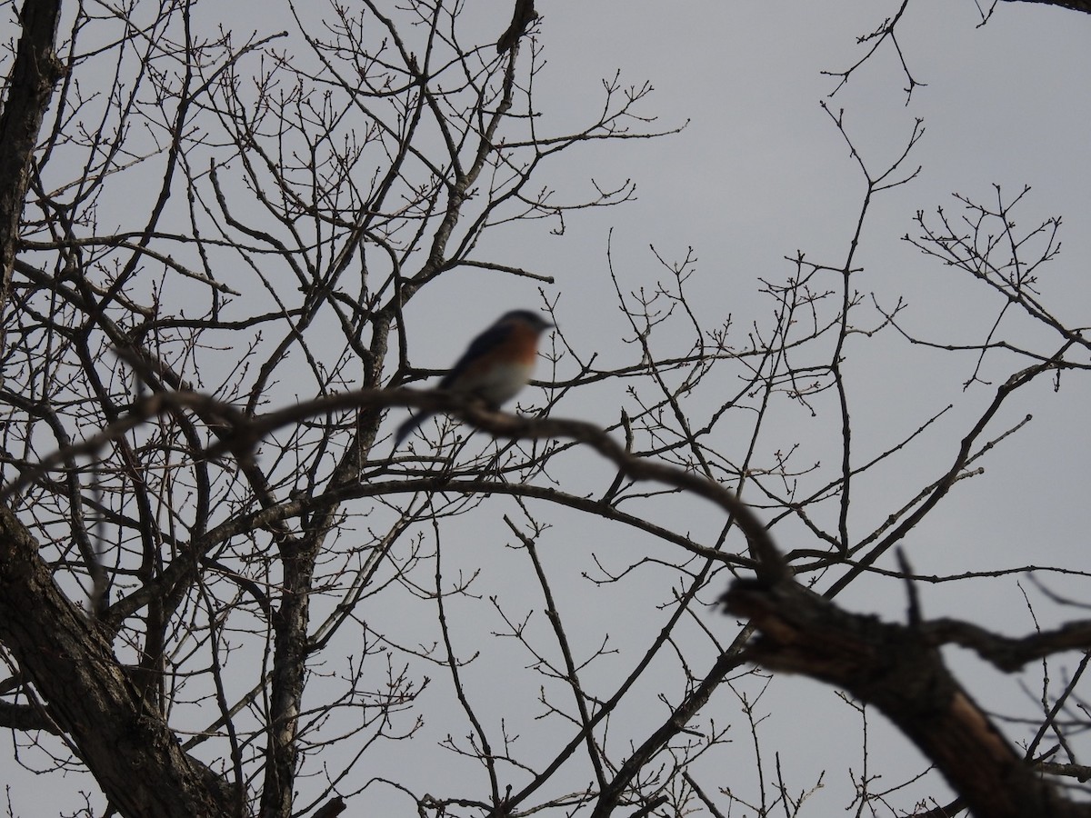 Eastern Bluebird - ML315013761