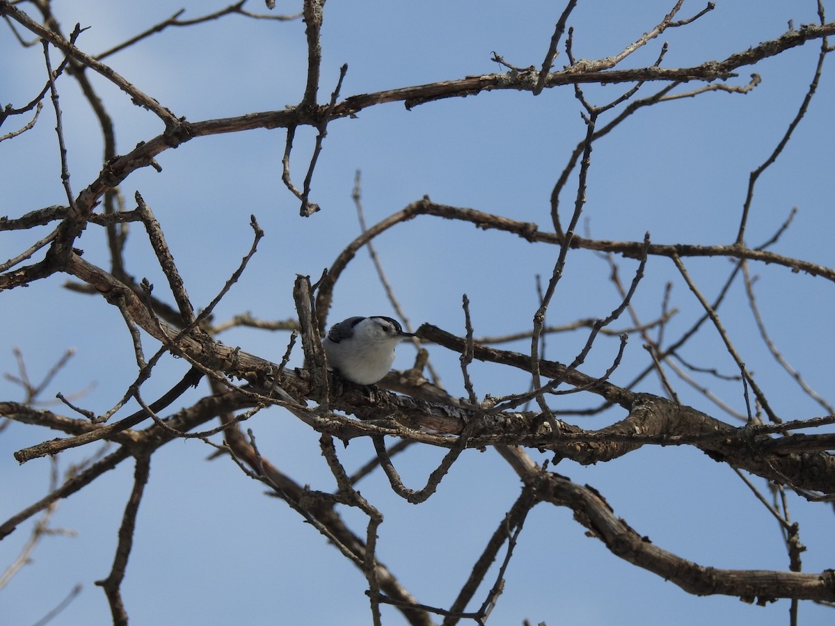 White-breasted Nuthatch - ML315014031