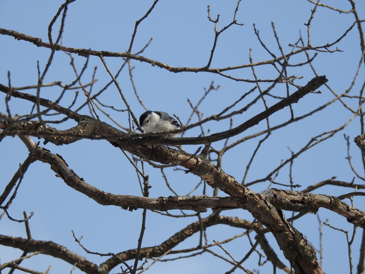 White-breasted Nuthatch - ML315014041