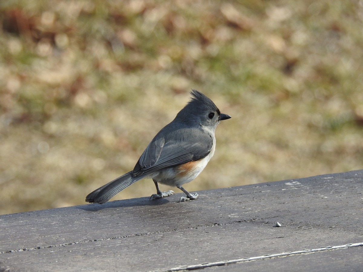 Tufted Titmouse - ML315014461