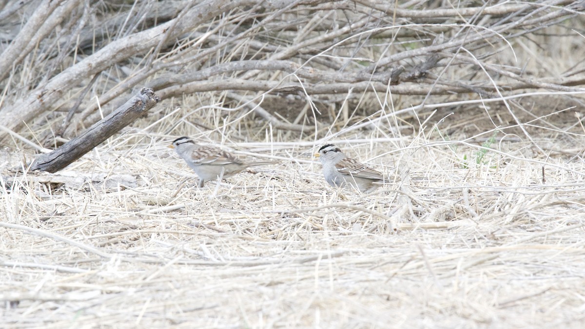 White-crowned Sparrow - Jane Mygatt