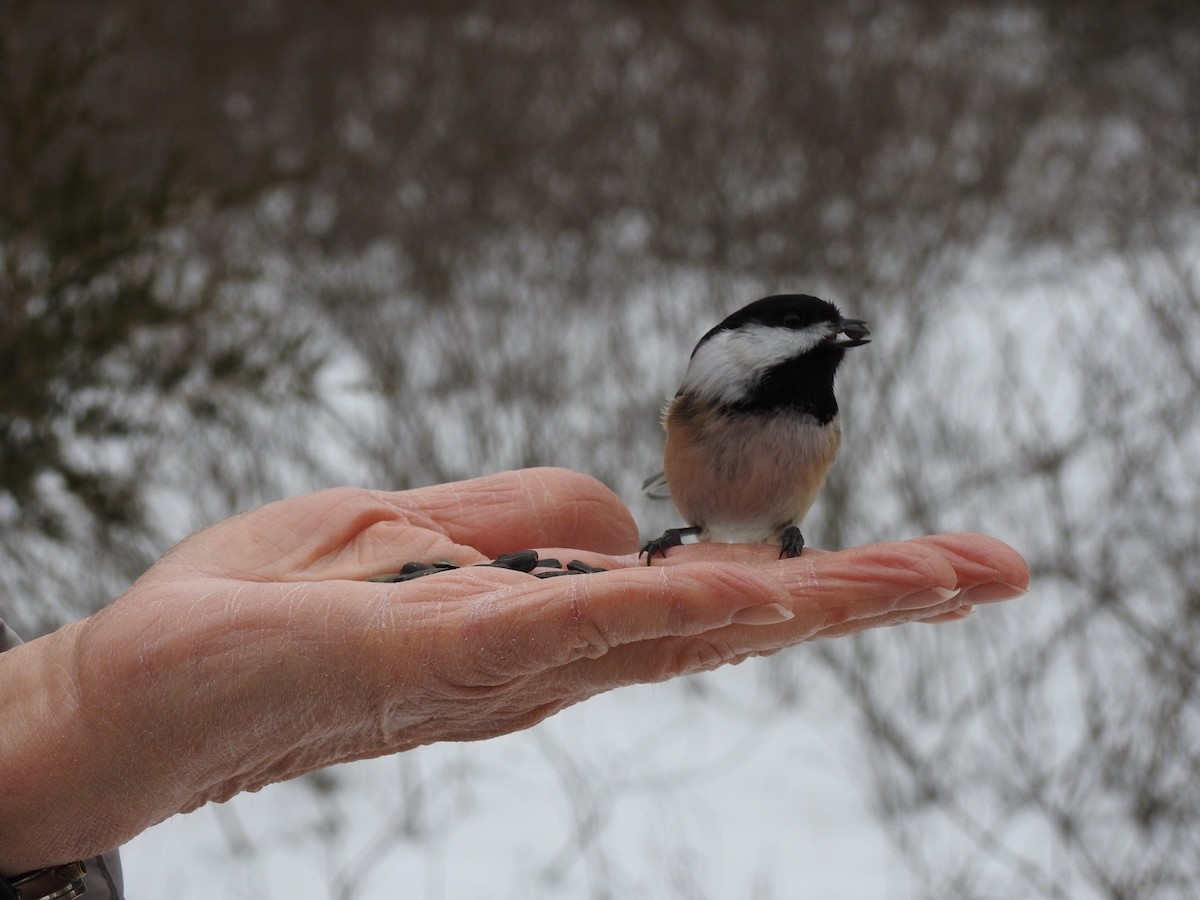 Black-capped Chickadee - ML315014861