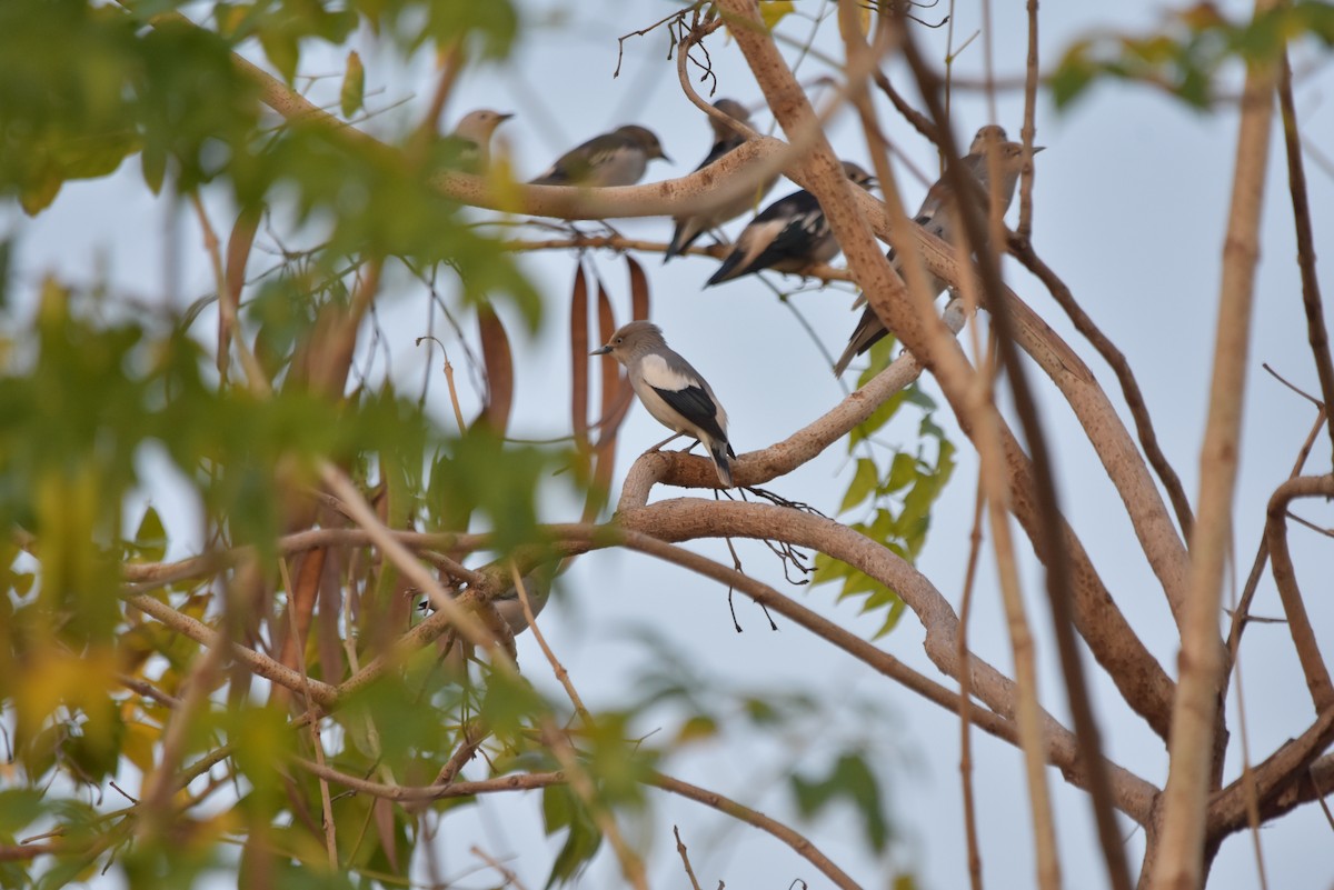 White-shouldered Starling - ML315015241