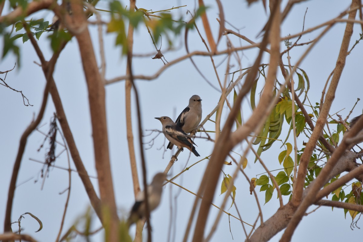 Daurian Starling - ML315015281